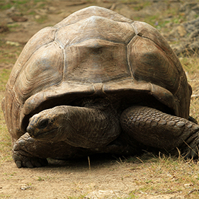 Aldabra Giant Tortoise